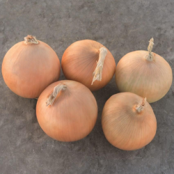 Cebula Radar 250 000 nasion zw st